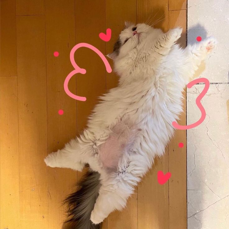 miao